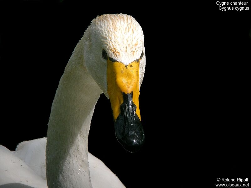 Whooper Swanadult breeding