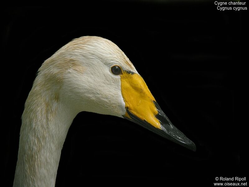 Whooper Swanadult breeding