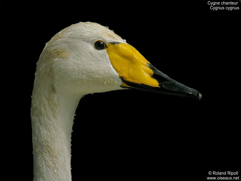 Cygne chanteuradulte nuptial