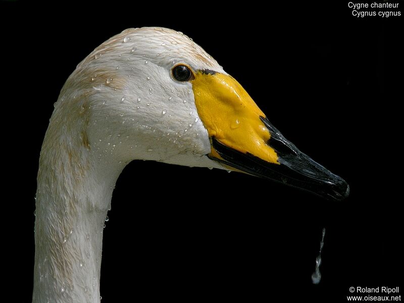 Cygne chanteuradulte nuptial