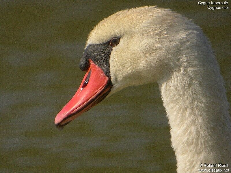 Mute Swan male adult