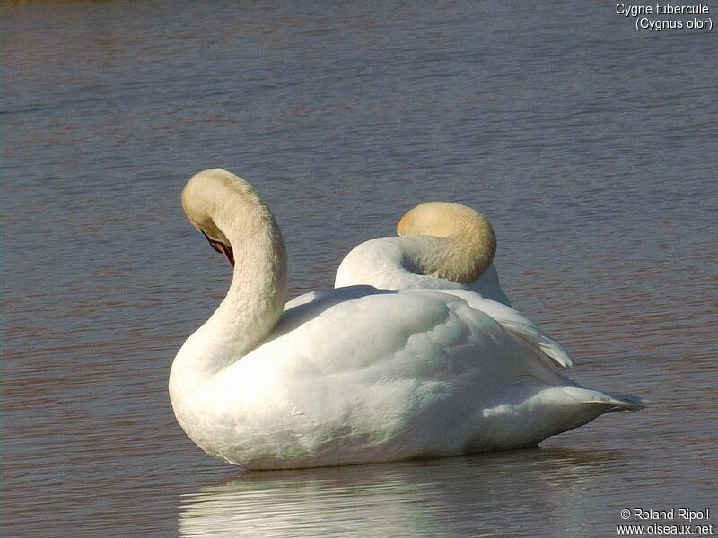 Cygne tuberculé