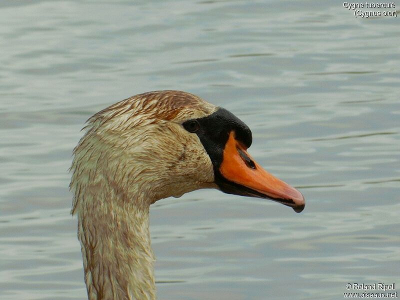 Cygne tuberculé