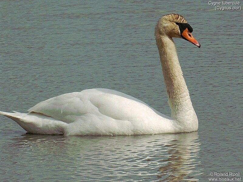 Mute Swan