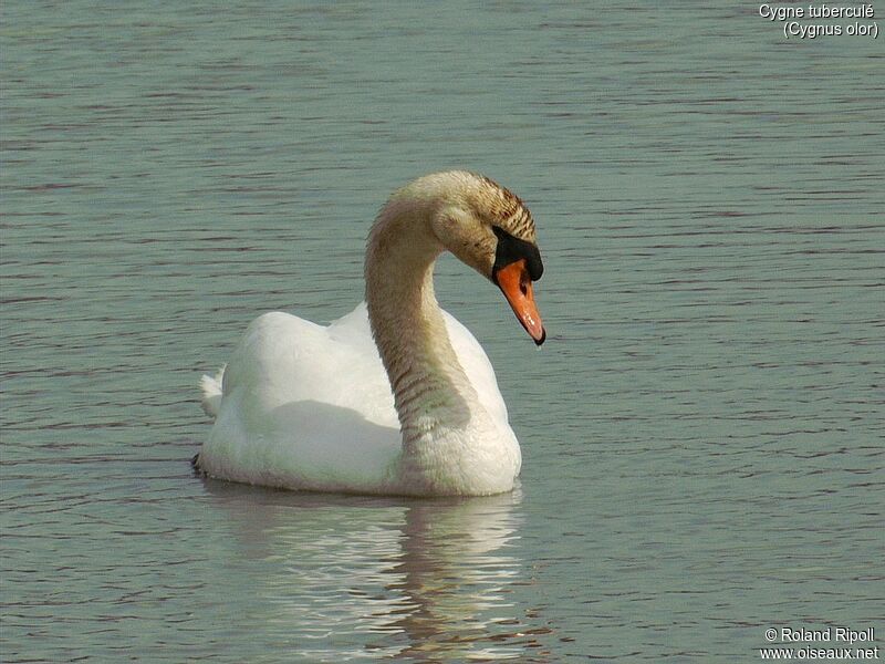 Cygne tuberculé