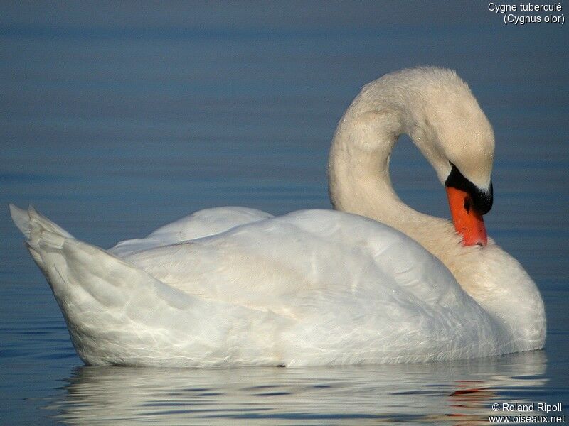 Mute Swan