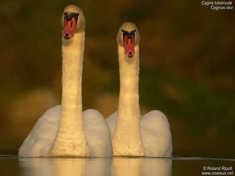 Cygne tuberculéadulte