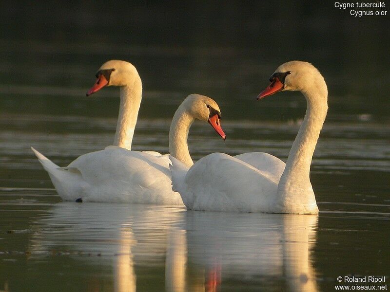 Cygne tuberculéadulte