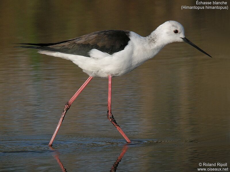 Black-winged Stiltadult breeding