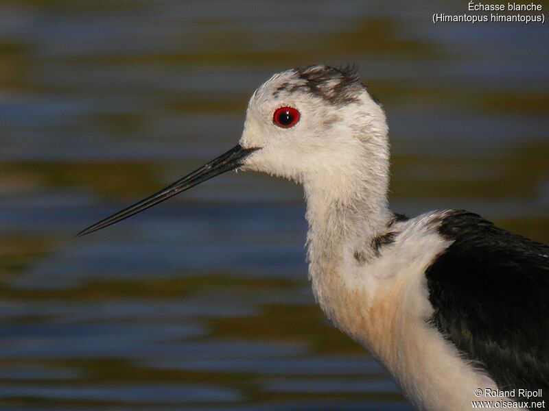 Black-winged Stiltadult breeding