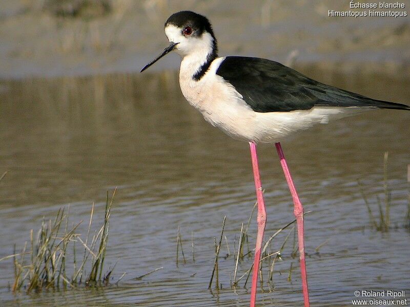 Black-winged Stiltadult