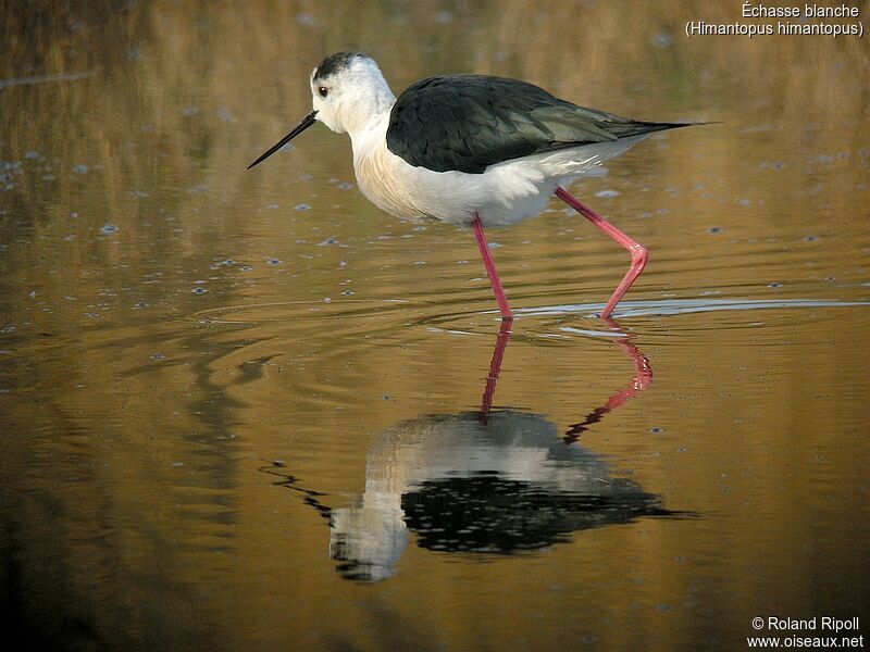 Black-winged Stiltadult breeding