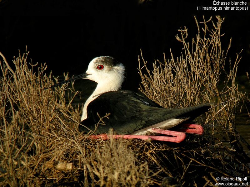 Black-winged Stiltadult breeding