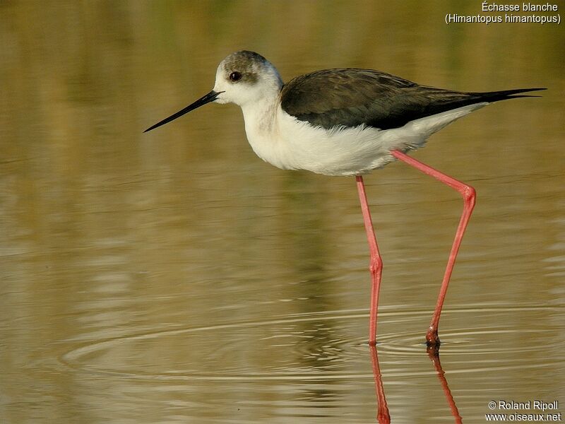 Black-winged Stiltadult breeding