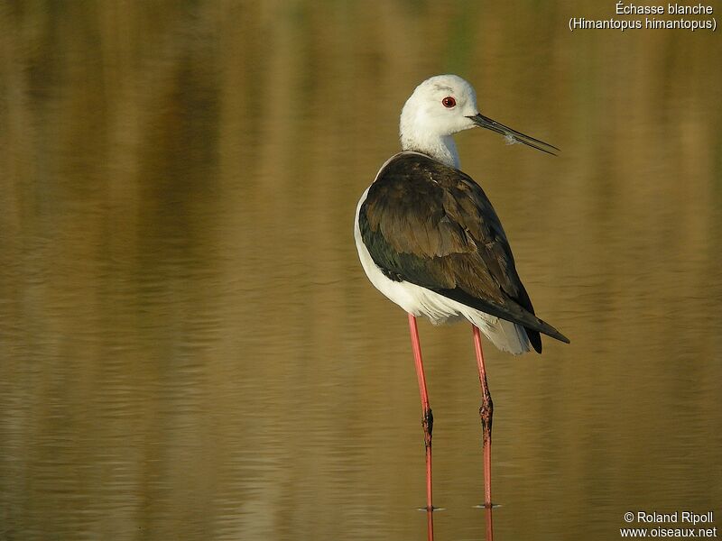 Black-winged Stiltadult breeding