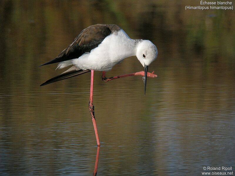 Black-winged Stiltadult breeding