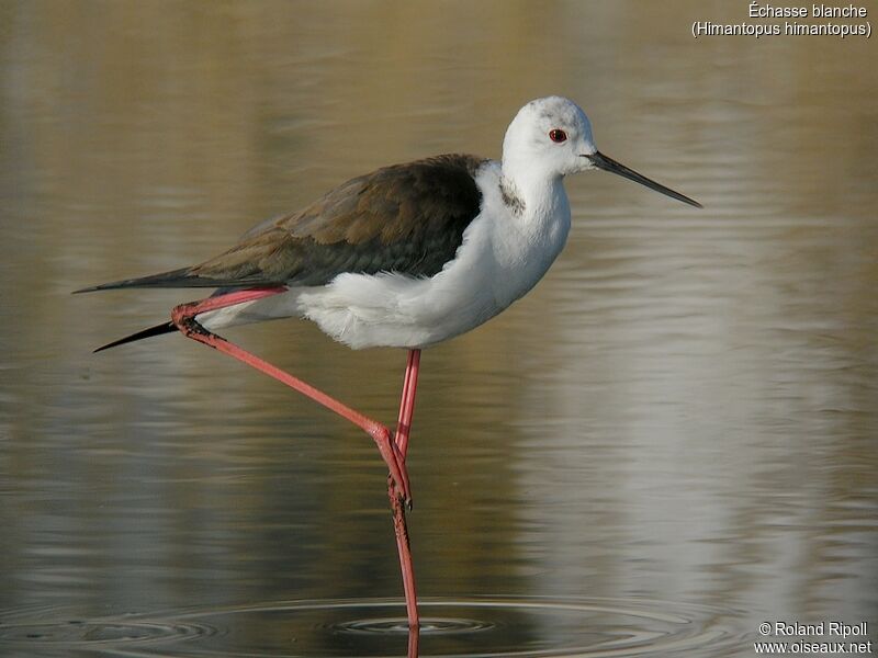 Black-winged Stiltadult breeding