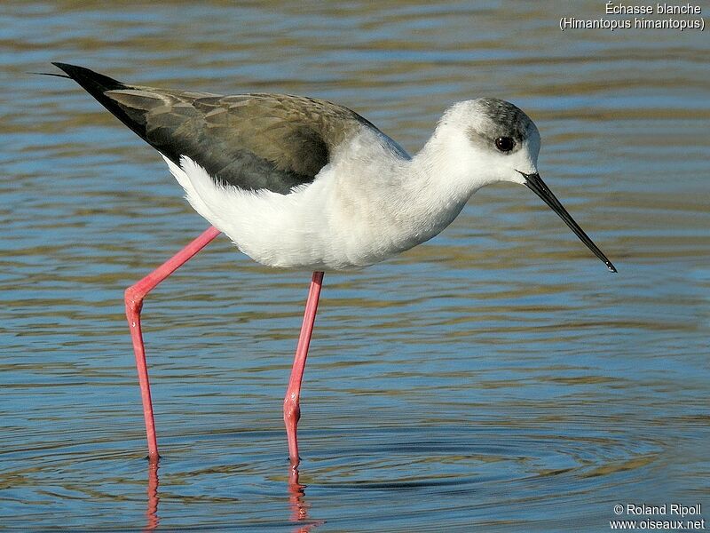 Black-winged Stilt