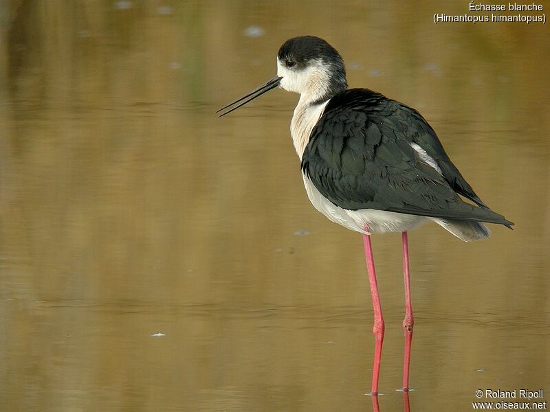 Black-winged Stiltadult breeding