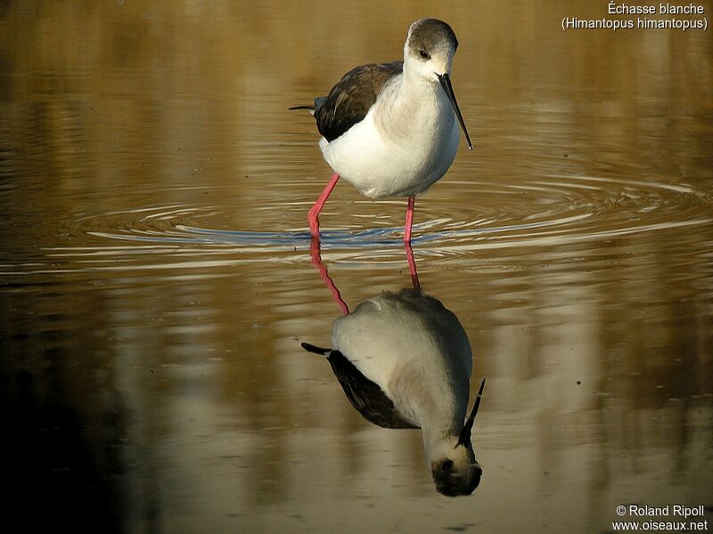 Black-winged Stiltadult breeding