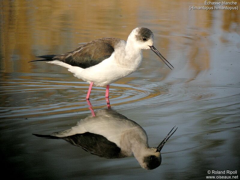 Black-winged Stiltadult breeding