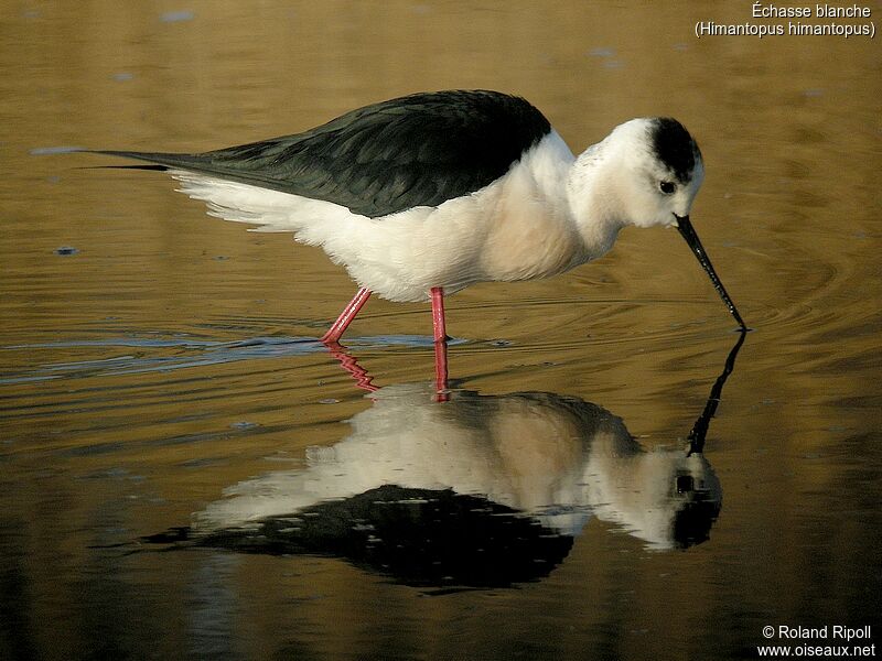 Black-winged Stiltadult breeding