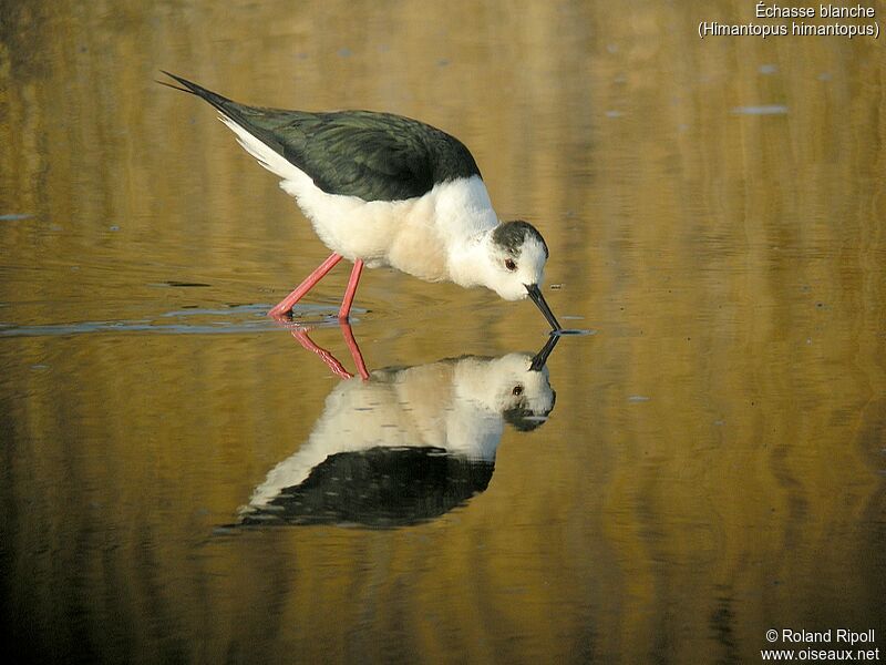 Black-winged Stiltadult breeding