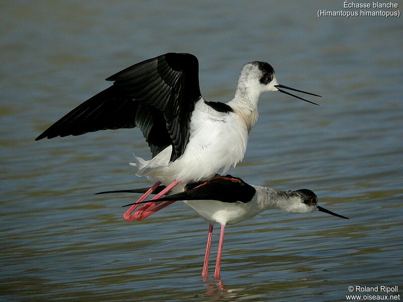 Black-winged Stiltadult breeding