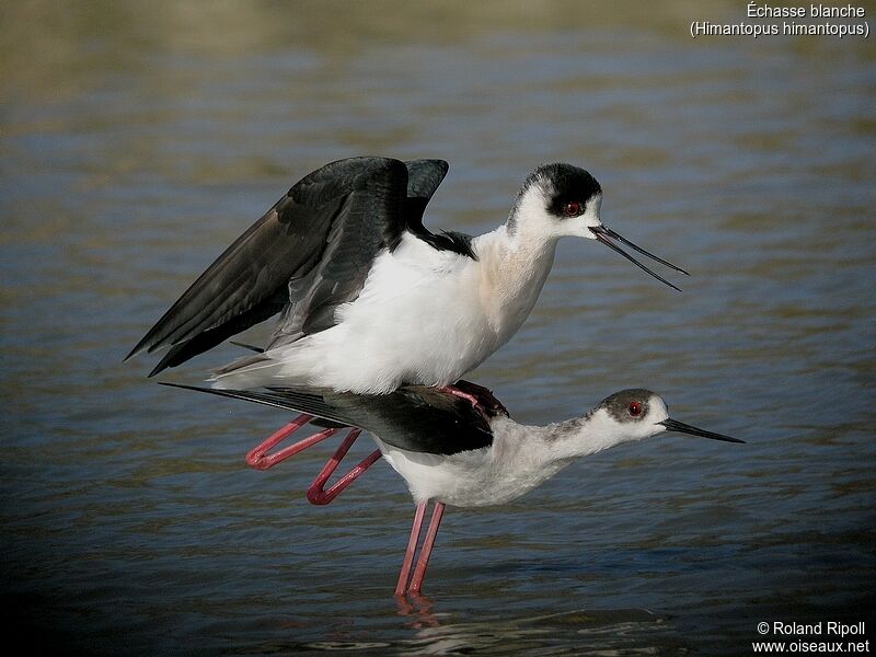 Black-winged Stiltadult breeding