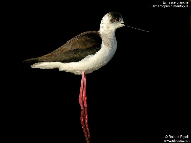 Black-winged Stiltadult breeding