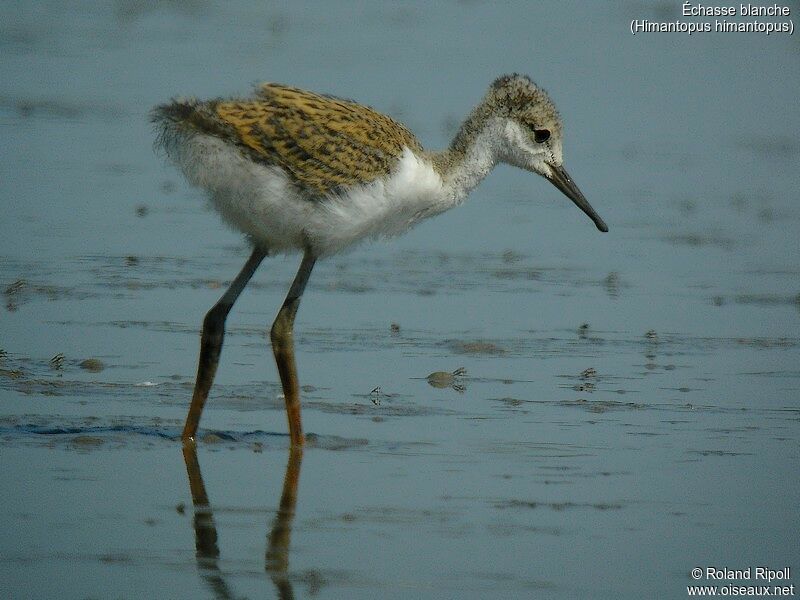 Black-winged Stiltjuvenile