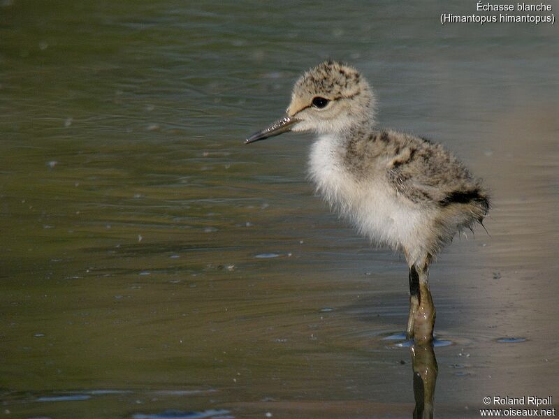 Black-winged Stiltjuvenile