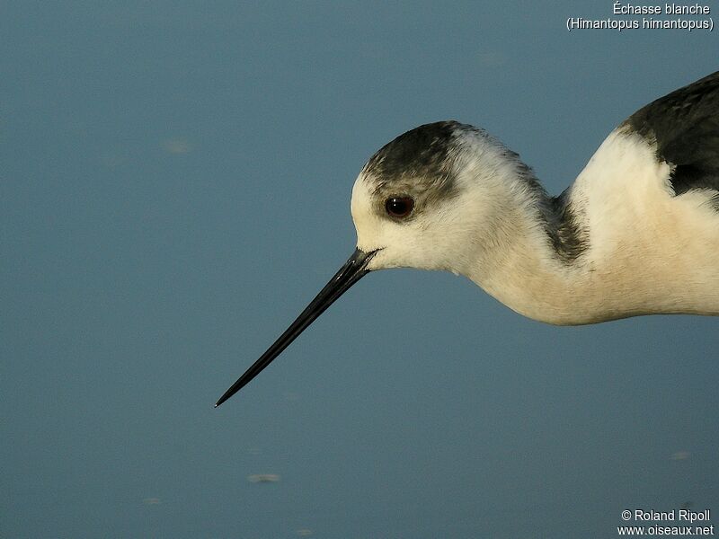 Black-winged Stiltadult breeding