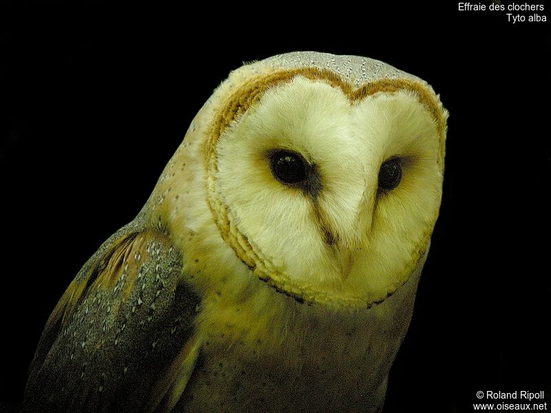 Western Barn Owl