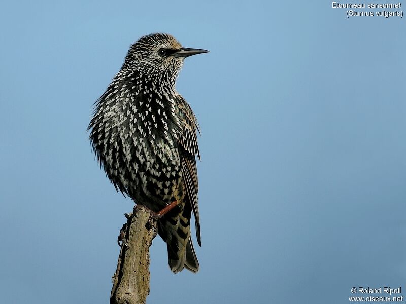 Common Starlingadult