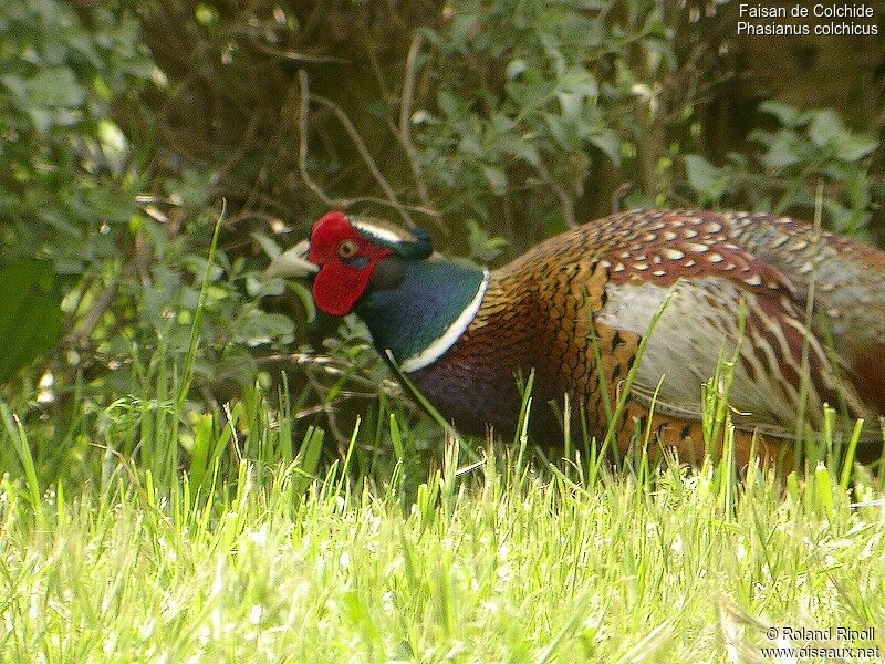 Common Pheasant male adult breeding