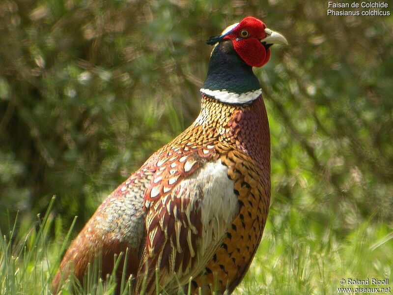 Common Pheasant male adult breeding