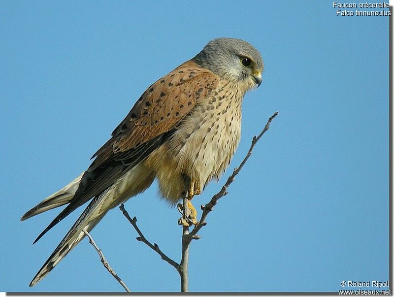 Common Kestrel male adult post breeding