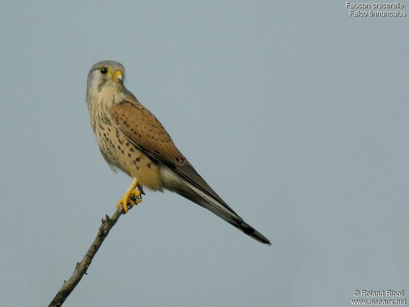 Common Kestrel male adult breeding