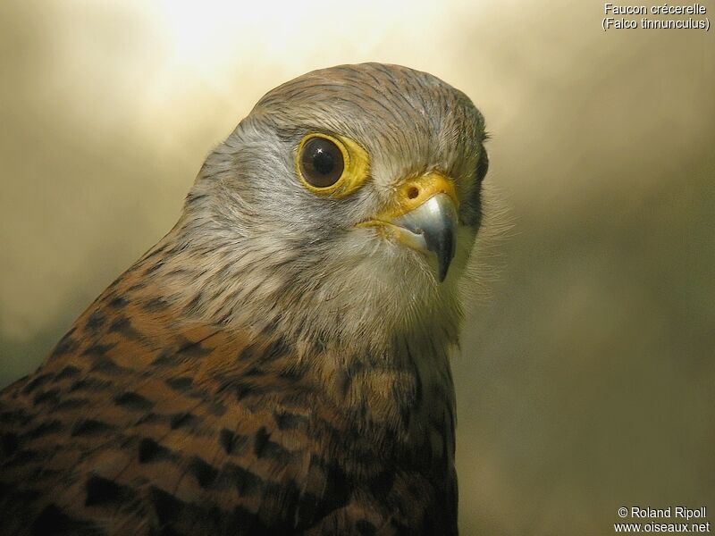 Common Kestrel male adult