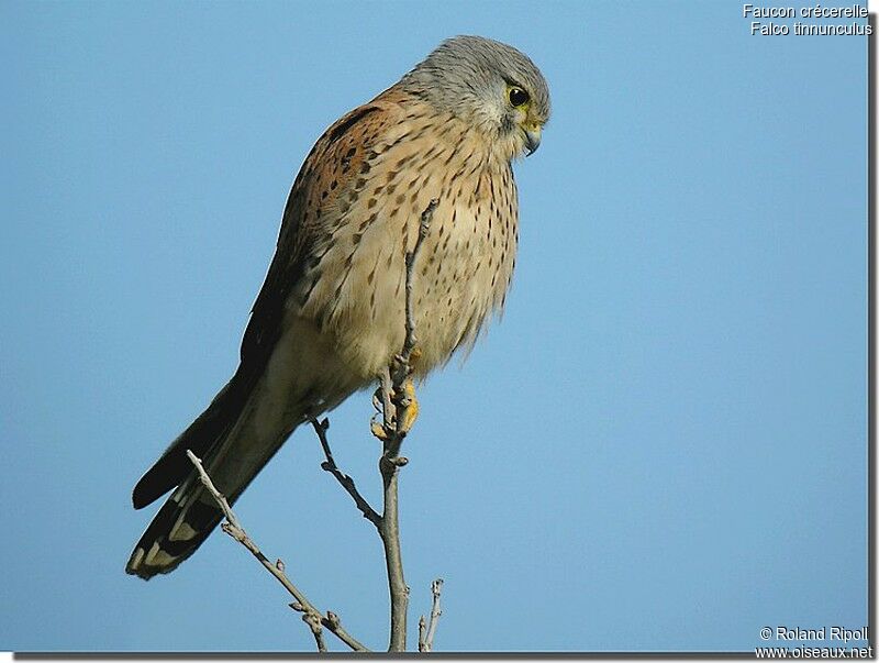 Common Kestrel male adult post breeding