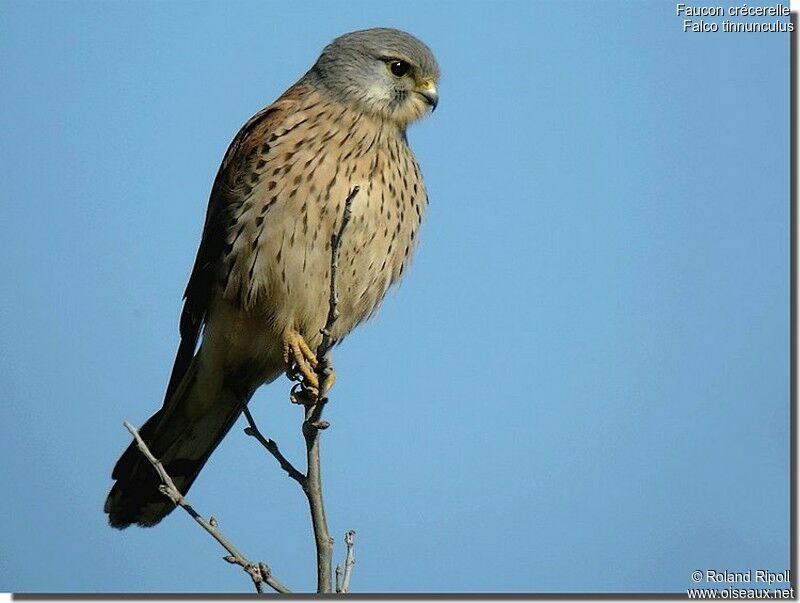 Common Kestrel male adult post breeding