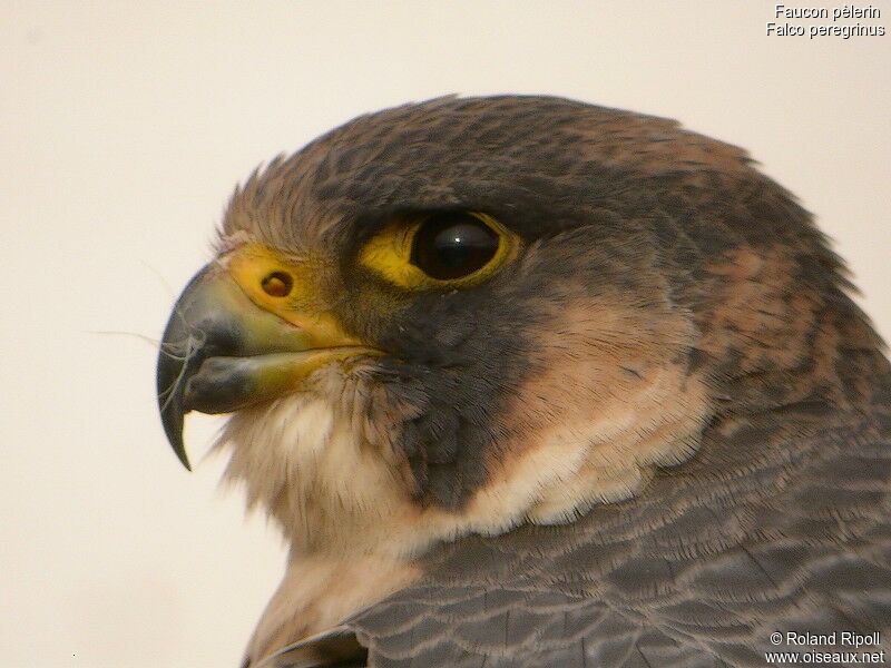 Peregrine Falconadult