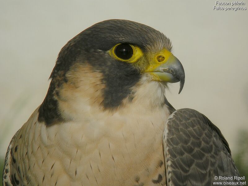 Peregrine Falconadult