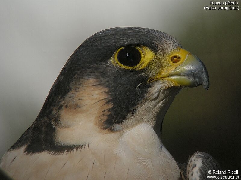 Peregrine Falconadult