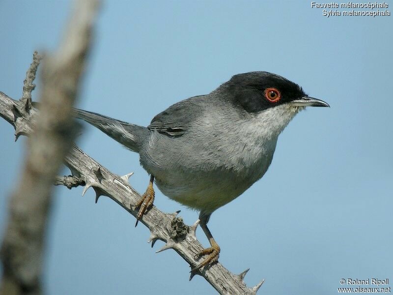 Sardinian Warbleradult breeding