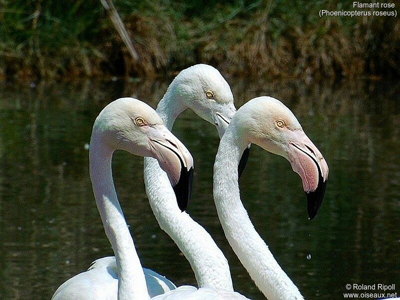 Greater Flamingo