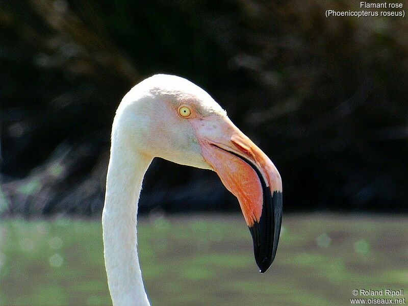 Flamant rose