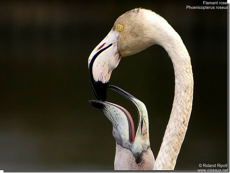 Flamant rose adulte