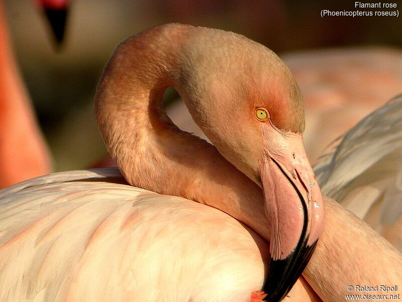 Flamant rose